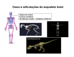 Ossos e articulações do esqueleto Axial