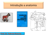 Introdução a anatomia