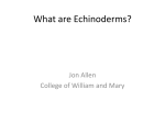 September 2015 - Echinoderms - Jonathan Allen