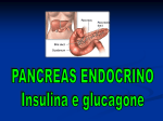 4._Pancreas