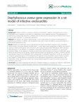 Staphylococcus aureus gene expression in a rat model of infective endocarditis