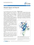 Ubiquitin ligases and beyond EDITORIAL Open Access Ivan Dikic