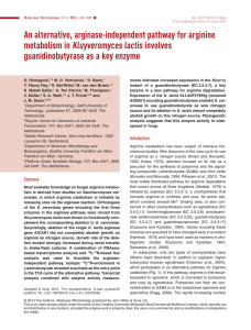 An alternative, arginase-independent pathway for arginine Kluyveromyces lactis involves metabolism in