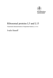 Ribosomal proteins L5 and L15 Ivailo Simoff  in vivo