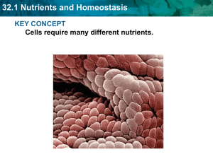 32.1 Nutrients and Homeostasis KEY CONCEPT Cells require many different nutrients.
