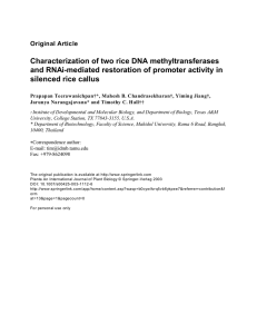 Characterization of two rice DNA methyltransferases