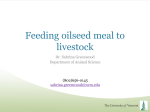 Feeding oilseed meal to livestock Dr. Sabrina Greenwood Department of Animal Science