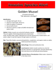 Golden Mussel *Not detected in Michigan*