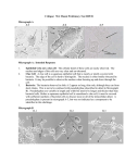Critique:  Wet Mount Proficiency Test 2005 B  Micrograph A A-1