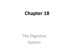 Chapter 18 The Digestive System
