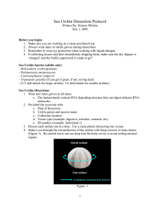 Sea Urchin Dissection Protocol