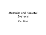 Muscular and Skeletal Systems Finz 2014