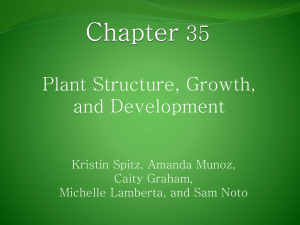 Plant Structure, Growth, and Development Kristin Spitz, Amanda Munoz, Caity Graham,