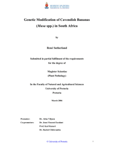 Genetic Modification of Cavendish Bananas Musa  René Sutherland