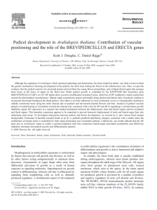 Pedicel development in Arabidopsis thaliana: Contribution of vascular