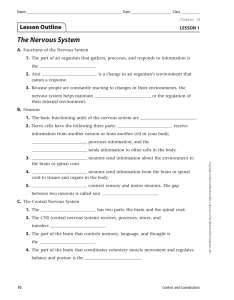 The Nervous System Lesson Outline LESSON 1 A.