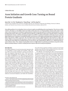Axon Initiation and Growth Cone Turning on Bound Protein Gradients Cellular/Molecular Junyu Mai,