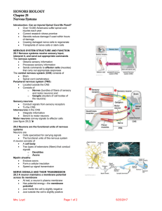 HONORS BIOLOGY Chapter 28 Nervous Systems