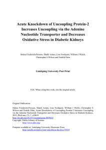 Acute Knockdown of Uncoupling Protein-2 Increases Uncoupling via the Adenine