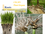 Roots C9L3P3 Plant Organs