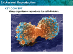 5.4 Asexual Reproduction KEY CONCEPT Many organisms reproduce by cell division.