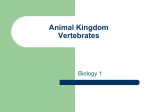 Animal Kingdom Vertebrates Biology 1