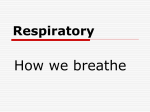 How we breathe Respiratory