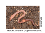 Phylum Annelides (segmented worms) obrú čk av