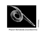 Phylum Nematoda (roundworms) hlís to vce