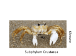 Subphylum Crustacea K ôr o