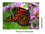 Phylum Arthropods člán  kono