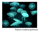 Phylum Cnidaria (pŕhlivce)