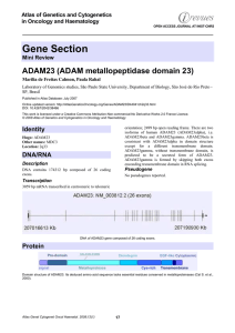 Gene Section ADAM23 (ADAM metallopeptidase domain 23) Atlas of Genetics and Cytogenetics