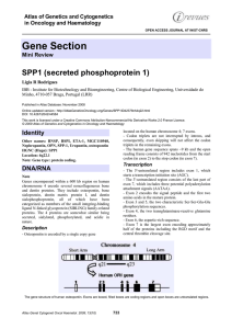 Gene Section SPP1 (secreted phosphoprotein 1) Atlas of Genetics and Cytogenetics