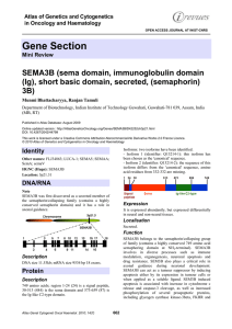 Gene Section SEMA3B (sema domain, immunoglobulin domain 3B)