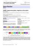 Gene Section AAMP (angio associated, migratory cell protein) -