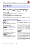 Gene Section RAC3 (ras-related C3 botulinum toxin substrate 3