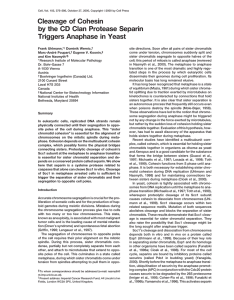 Cleavage of Cohesin by the CD Clan Protease Separin