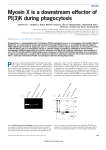 Myosin X is a downstream effector of PI(3)K during phagocytosis articles