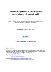 Comparative genomics of unintrogressed Campylobacter coli clades 2 and 3