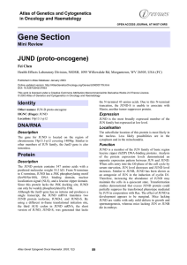 Gene Section JUND (proto-oncogene) Atlas of Genetics and Cytogenetics in Oncology and Haematology