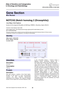 Gene Section NOTCH2 (Notch homolog 2 (Drosophila)) Atlas of Genetics and Cytogenetics