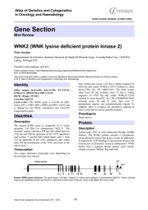 Gene Section WNK2 (WNK lysine deficient protein kinase 2)