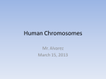 Human Chromosomes Mr. Alvarez March 15, 2013