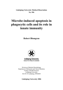 Microbe-induced apoptosis in phagocytic cells and its role in innate immunity Robert Blomgran