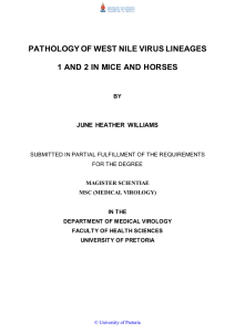 PATHOLOGY OF WEST NILE VIRUS LINEAGES  JUNE  HEATHER  WILLIAMS