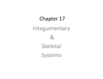 Integumentary &amp; Skeletal Systems