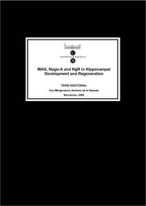 MAG, Nogo-A and NgR in Hippocampal Development and Regeneration TESIS DOCTORAL