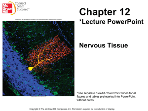 Chapter 12 *Lecture PowerPoint  Nervous Tissue