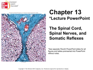 Chapter 13 *Lecture PowerPoint  The Spinal Cord,